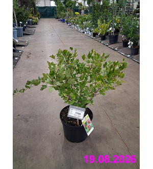 Ribes uva-crispa 'Hinnonmaeki Rod' C 5 L